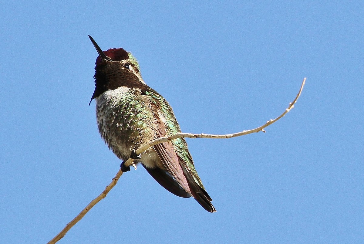 Anna's Hummingbird - John F. Gatchet