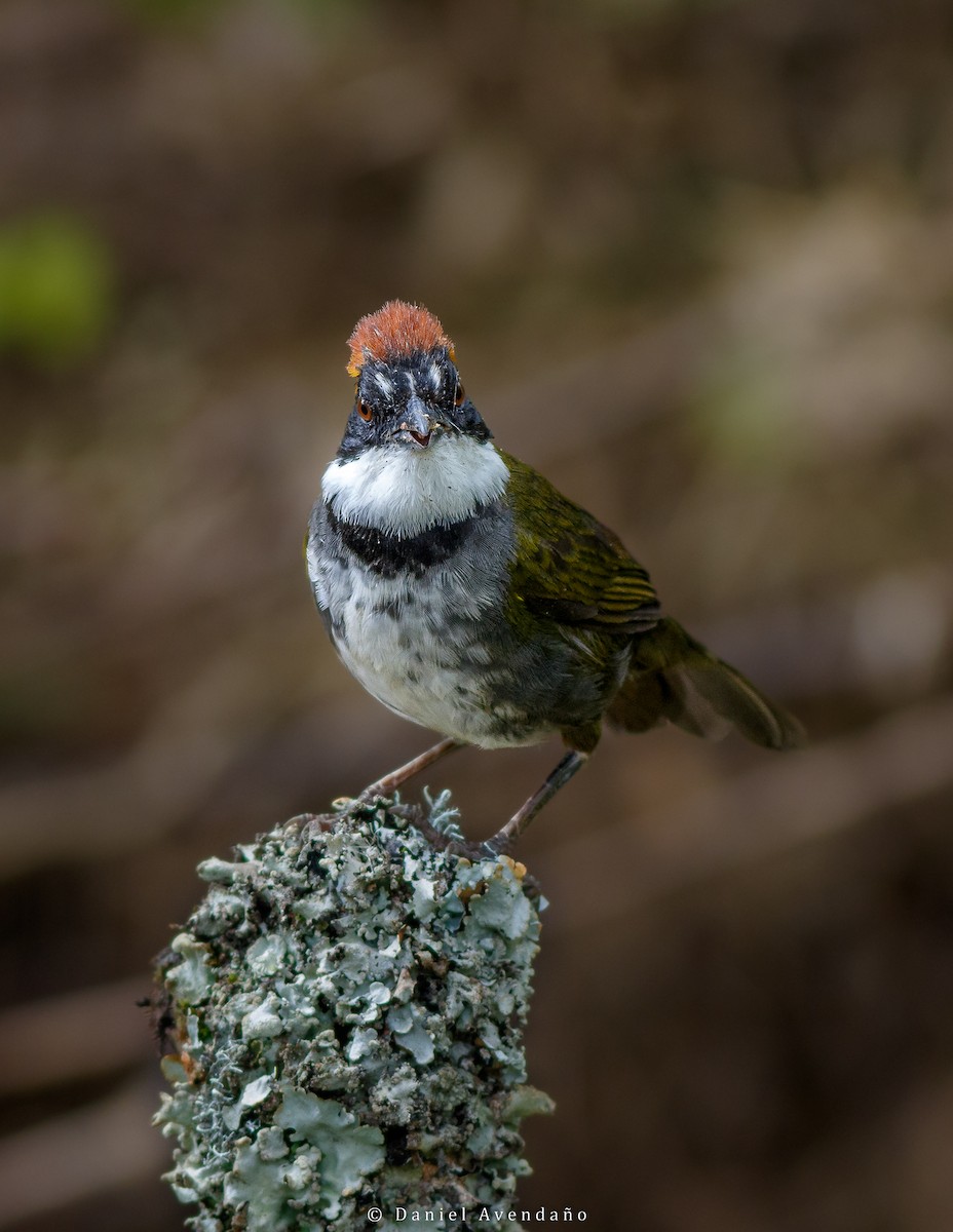 Chestnut-capped Brushfinch - Daniel Avendaño