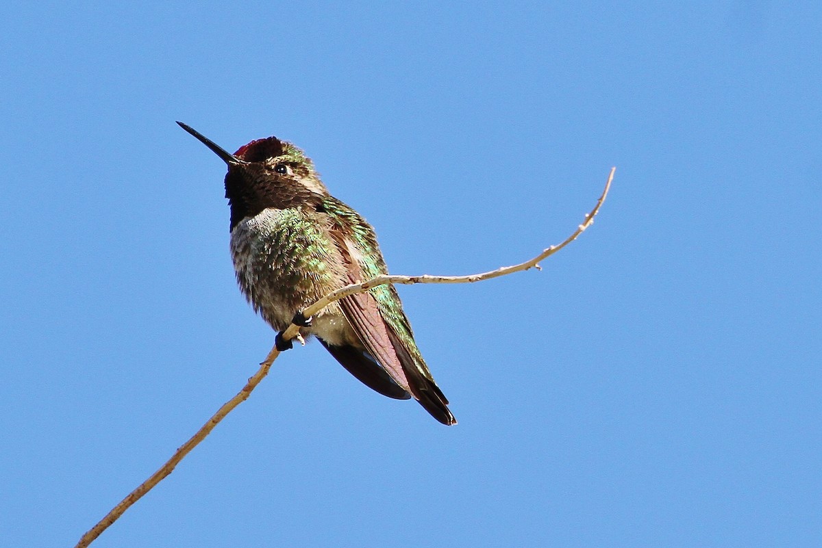 Anna's Hummingbird - John F. Gatchet