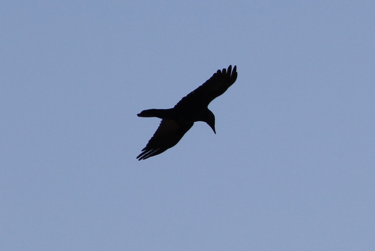 Common Raven - ML52868331