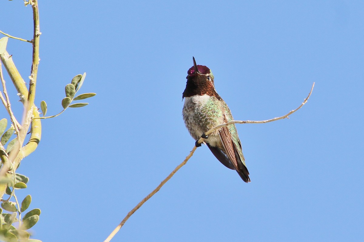 rødmaskekolibri - ML52868391