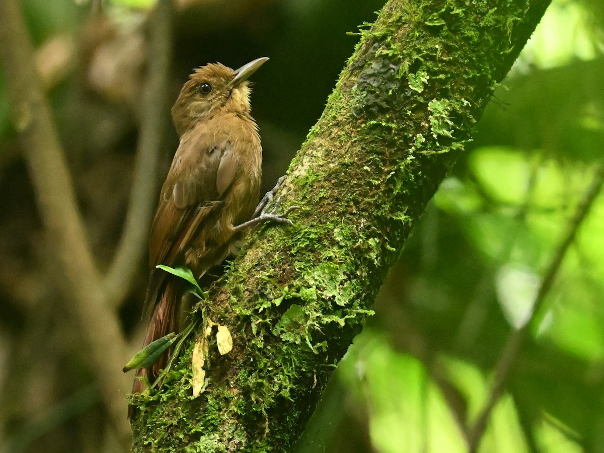 Plain-winged Woodcreeper - ML528684041