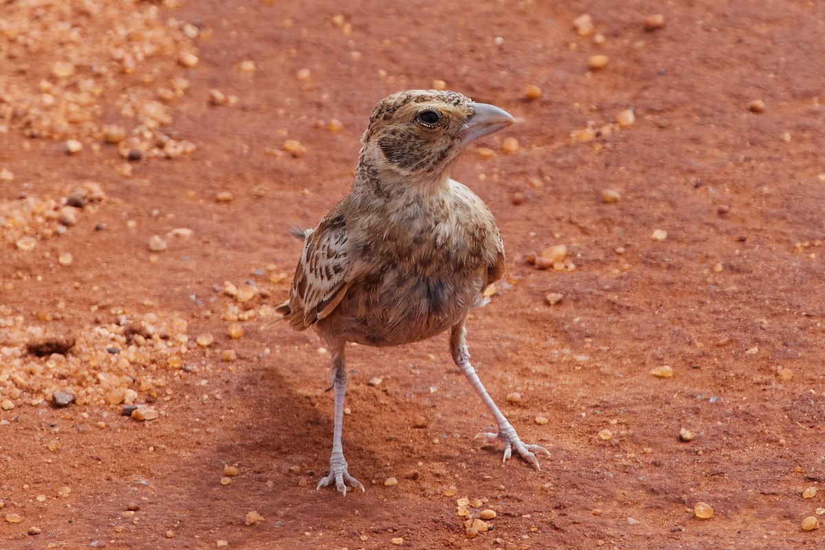 Chestnut-headed Sparrow-Lark - Oliver Kell