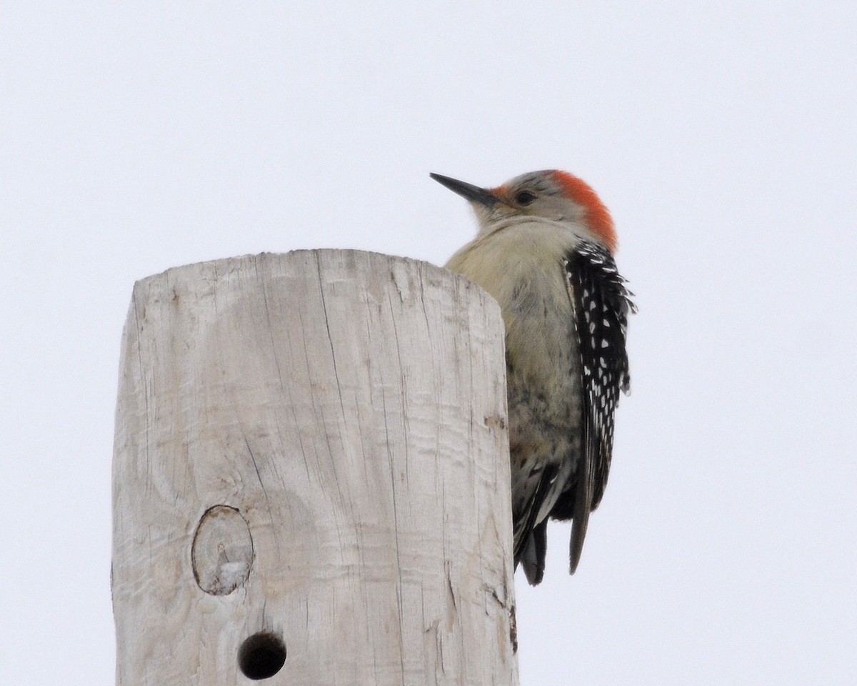 Red-bellied Woodpecker - ML528687361