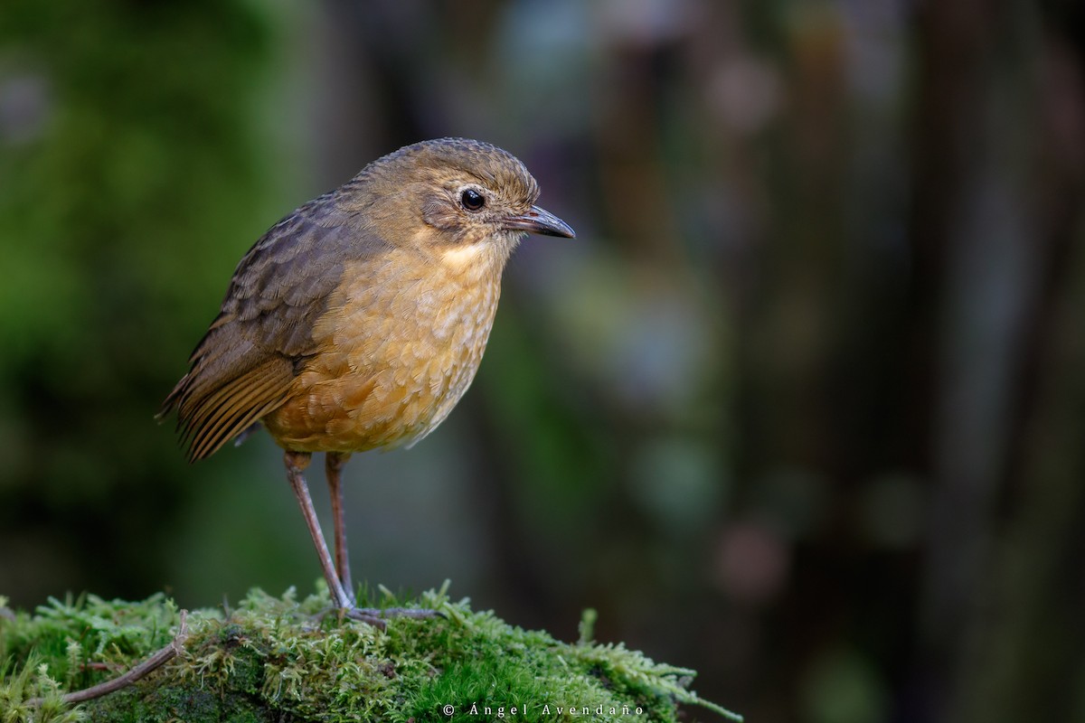 Tawny Antpitta - Ángel Avendaño