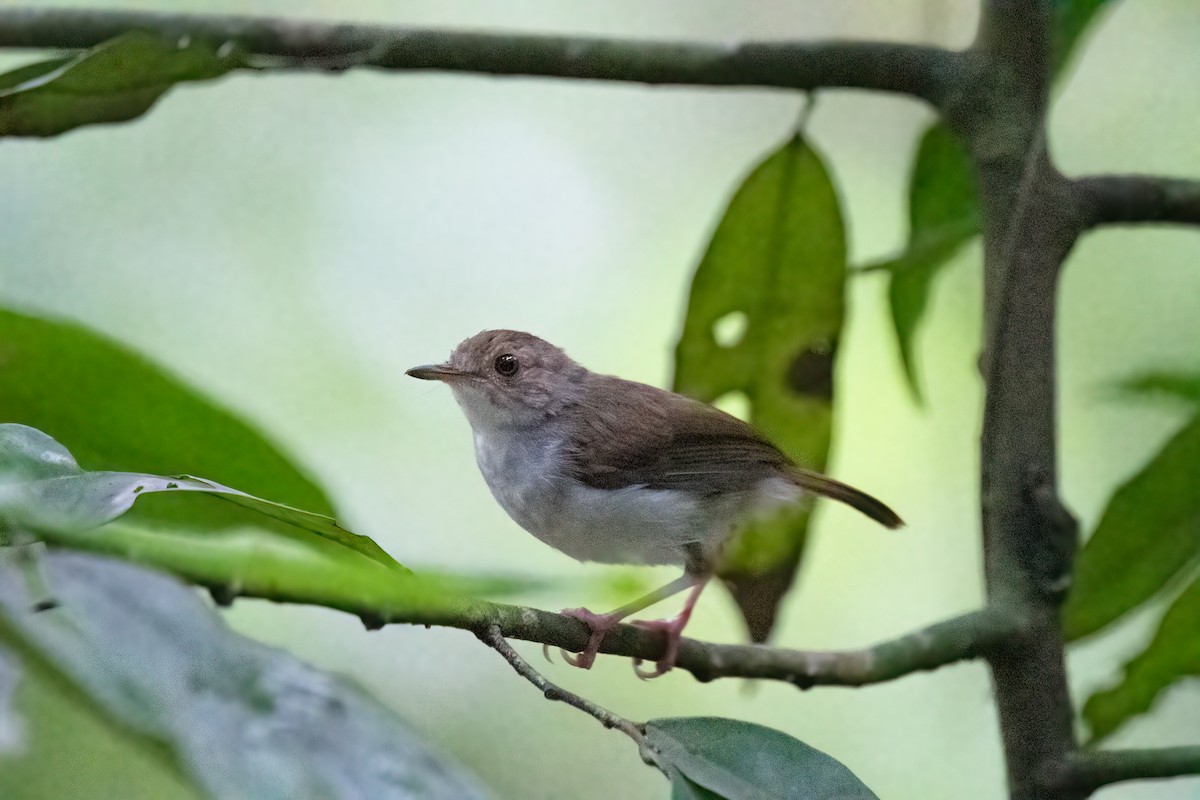 White-chested Babbler - Andy Tonge