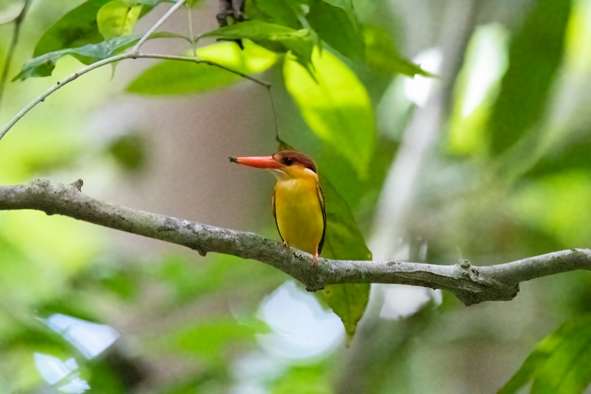 Rufous-backed Dwarf-Kingfisher - ML528690001