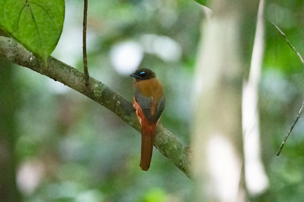 Scarlet-rumped Trogon - Andy Tonge