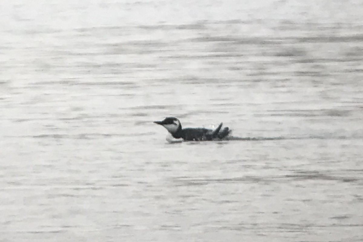 Common Murre - Shai Mitra