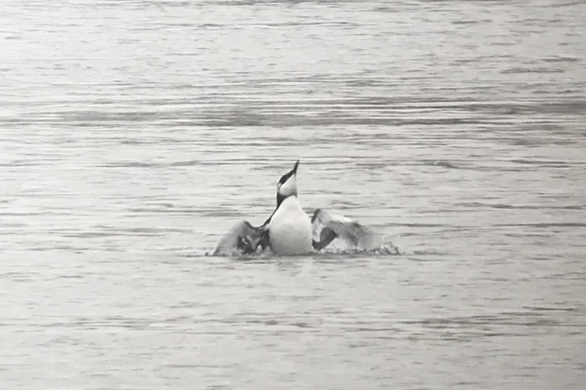 Common Murre - Shai Mitra