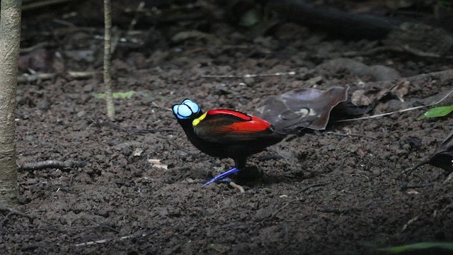 Wilson's Bird-of-Paradise - ML528691391