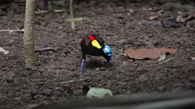 Wilson's Bird-of-Paradise - ML528691831