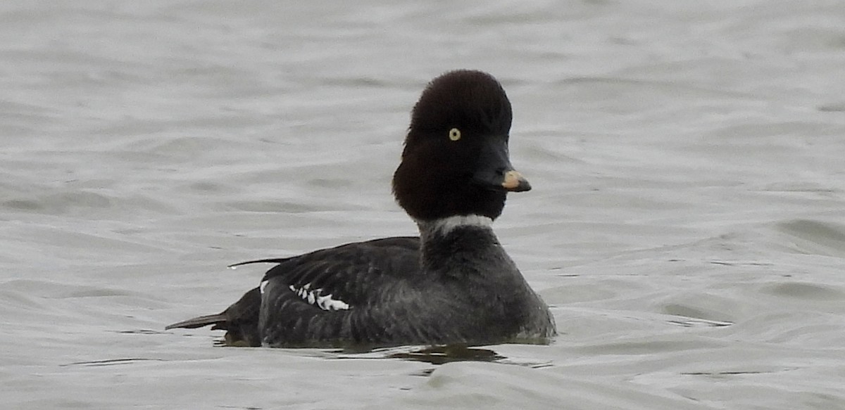 Common Goldeneye - ML528692781