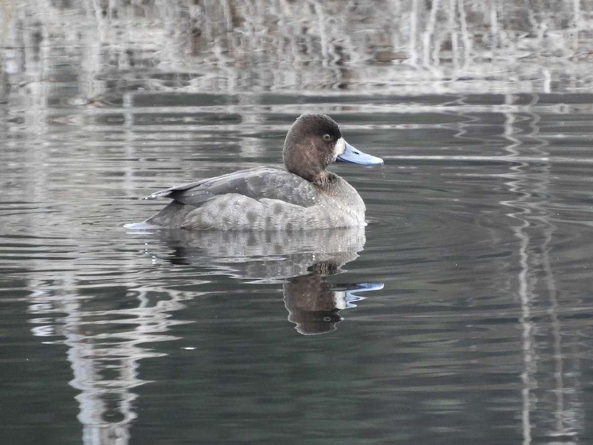 Lesser Scaup - ML528693571