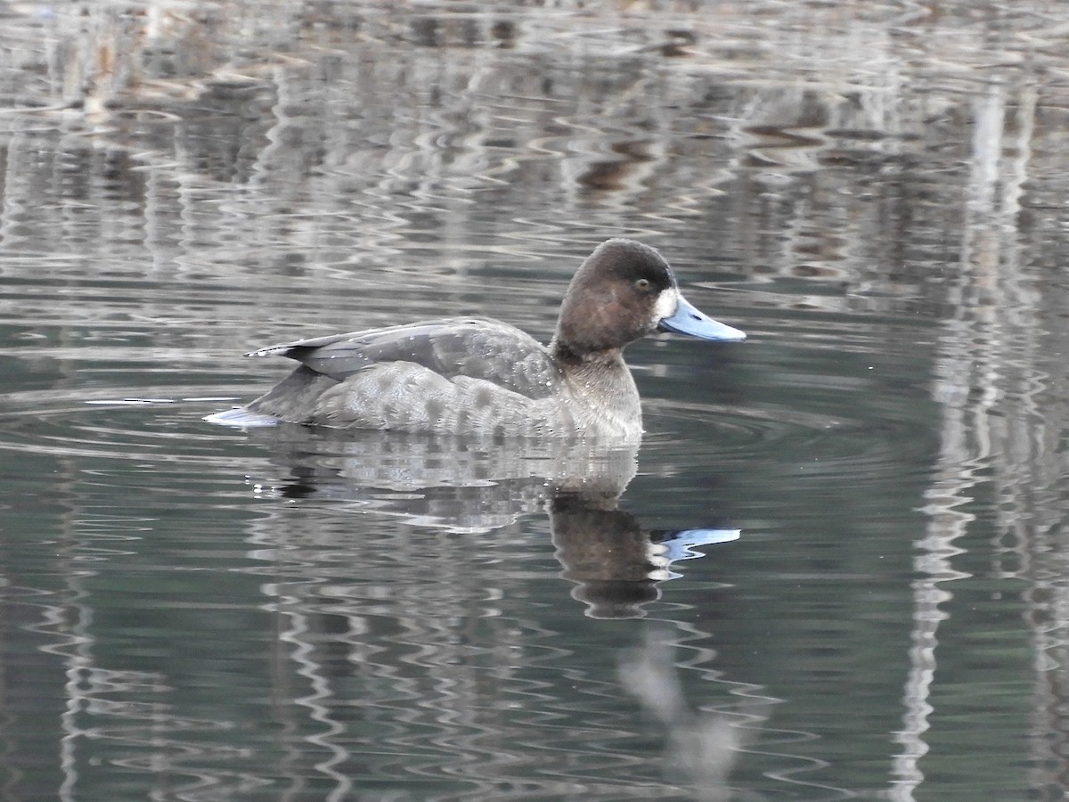 Lesser Scaup - ML528693671