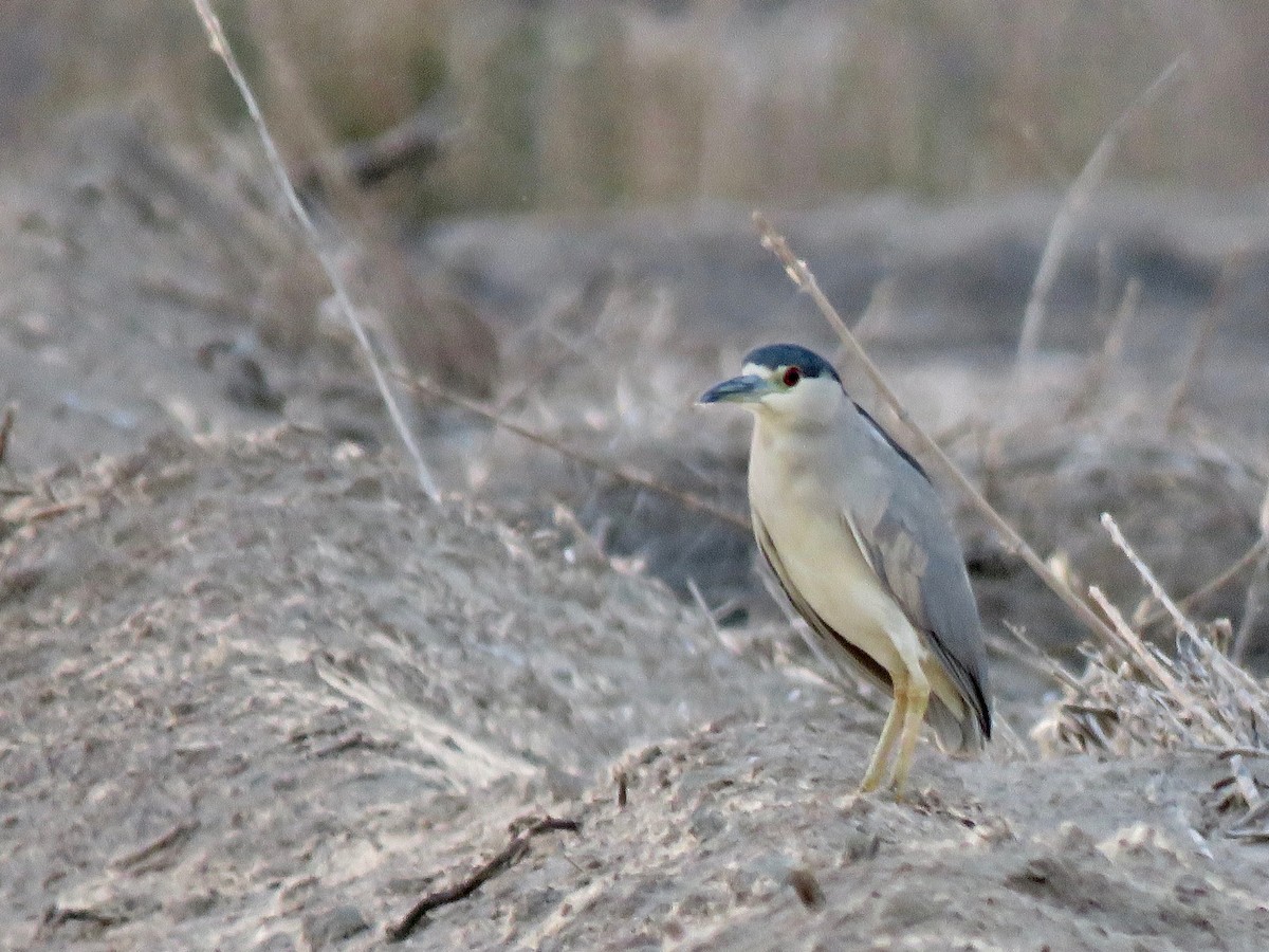 Black-crowned Night Heron - ML528694191