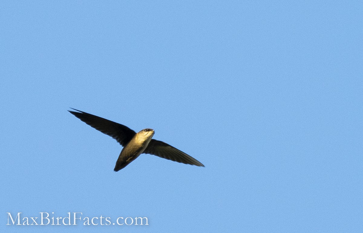 Vaux's Swift (Yucatan) - ML528694281