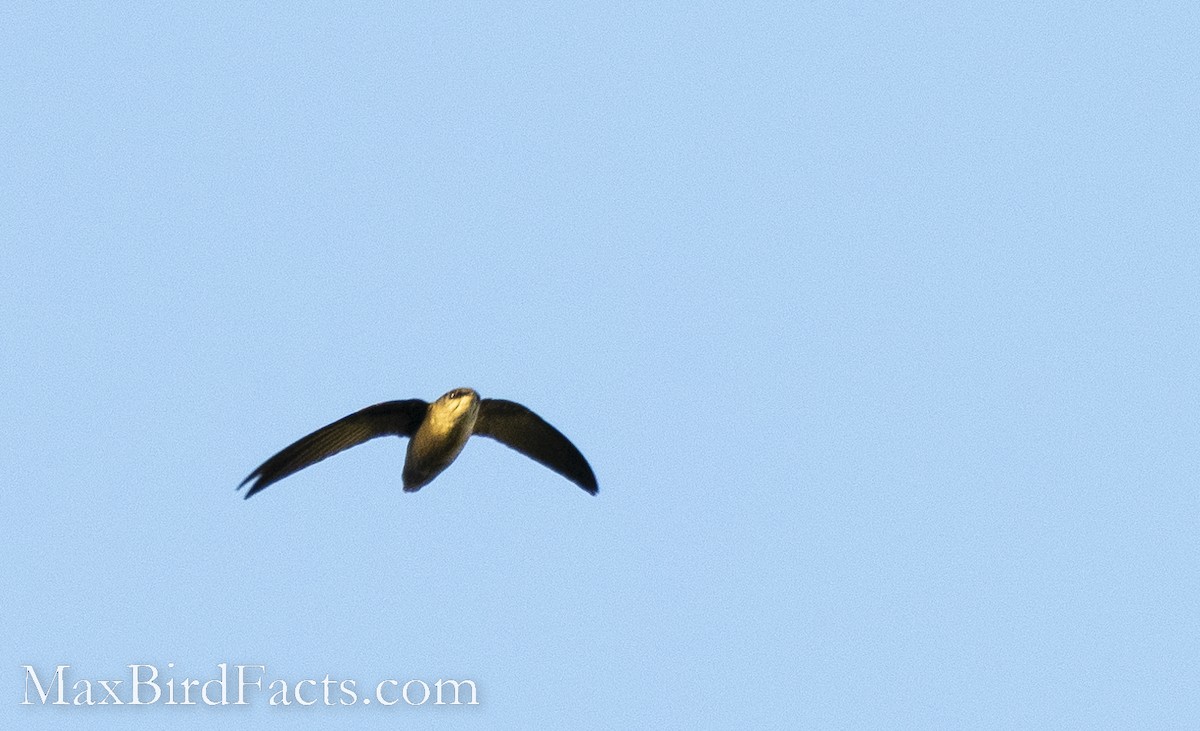 Vaux's Swift (Yucatan) - Maxfield Weakley