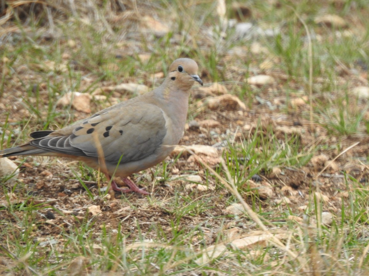 Mourning Dove - ML528694351