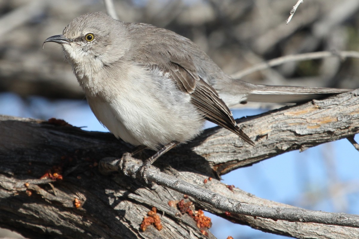 Northern Mockingbird - ML52869451