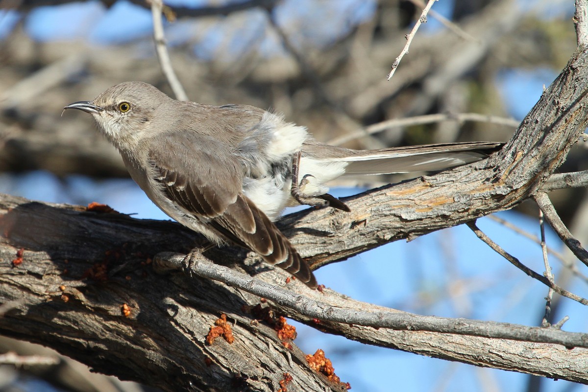 Northern Mockingbird - ML52869481