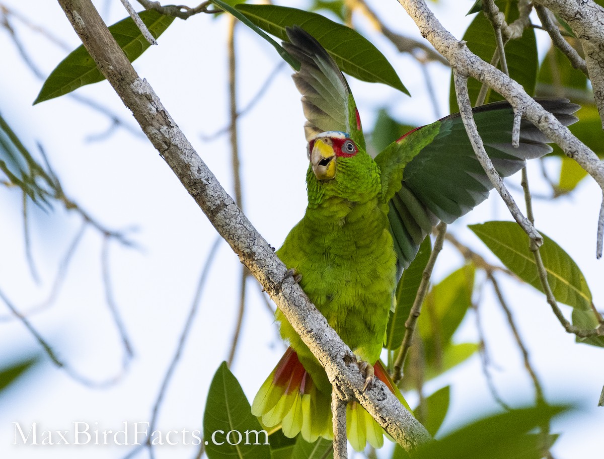 White-fronted Parrot - Maxfield Weakley