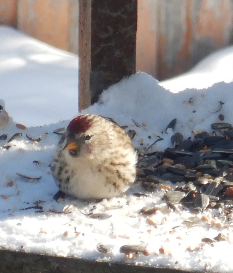 Common Redpoll - ML528695161