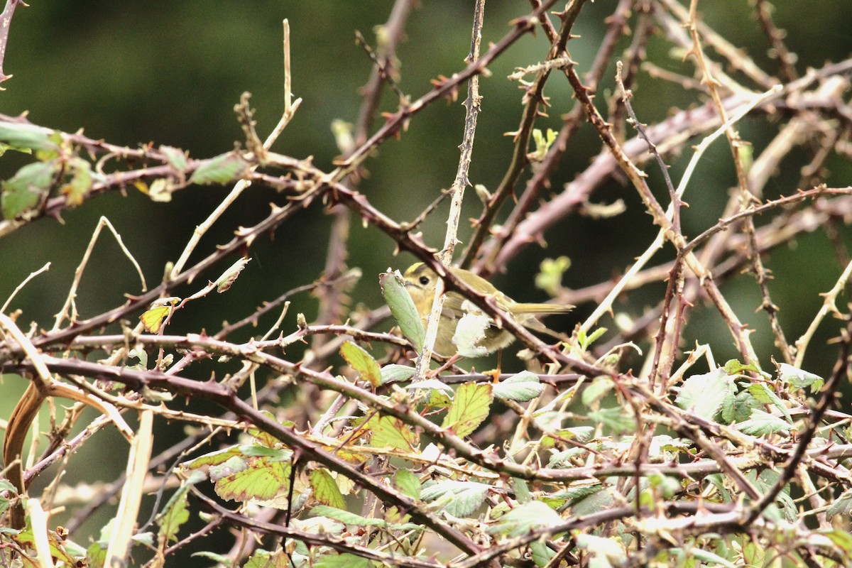 Goldcrest (Western Azores) - ML528695241