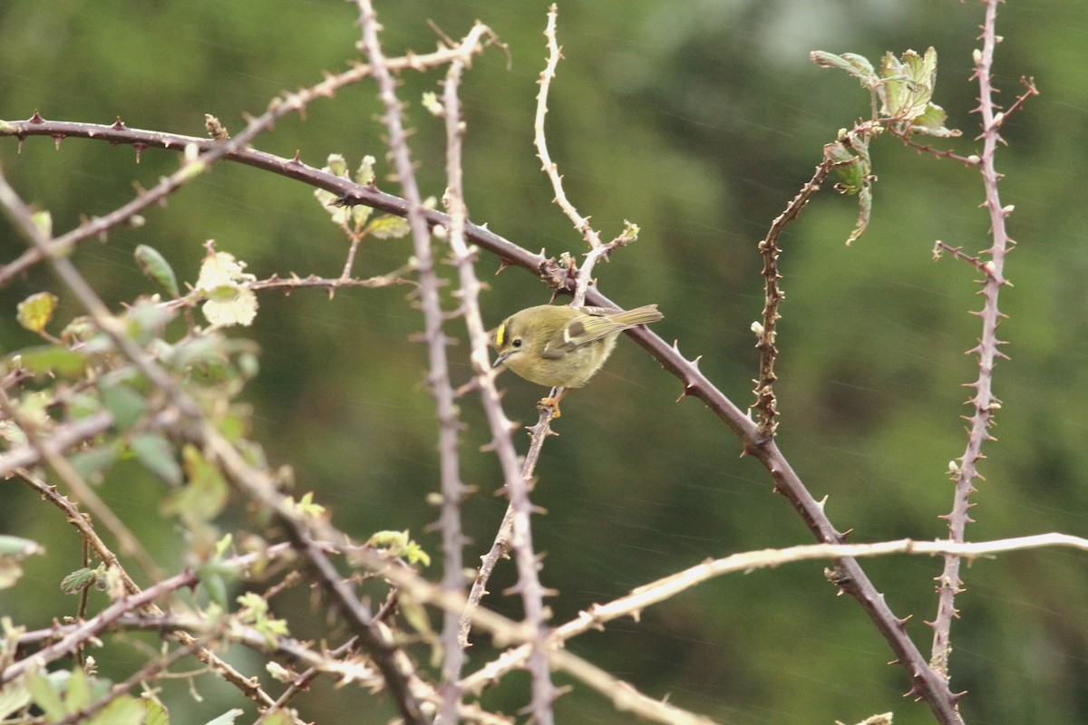 Goldcrest (Western Azores) - ML528695271