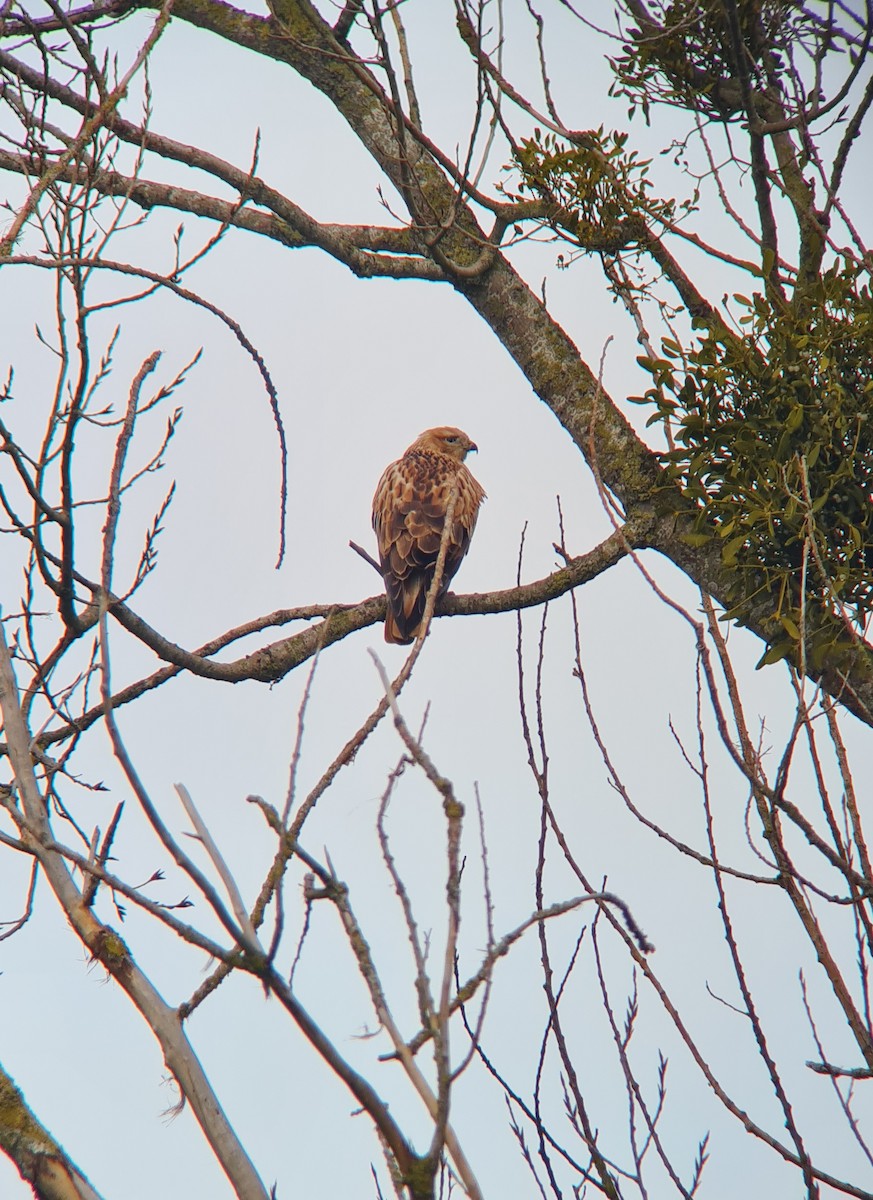 Long-legged Buzzard - ML528695731