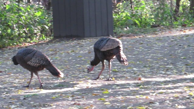 Wild Turkey - ML528695811