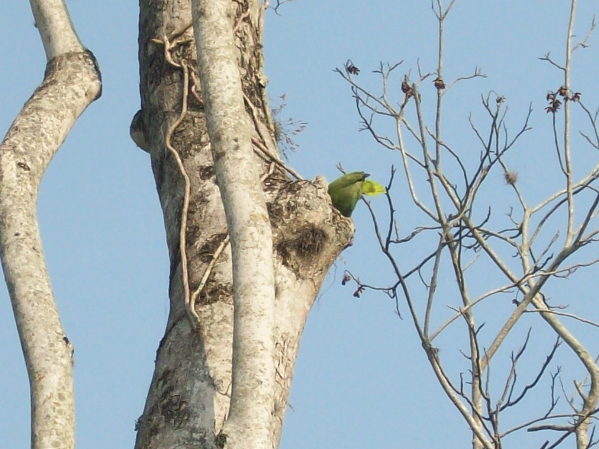 Amazona Nuquigualda - ML52869611