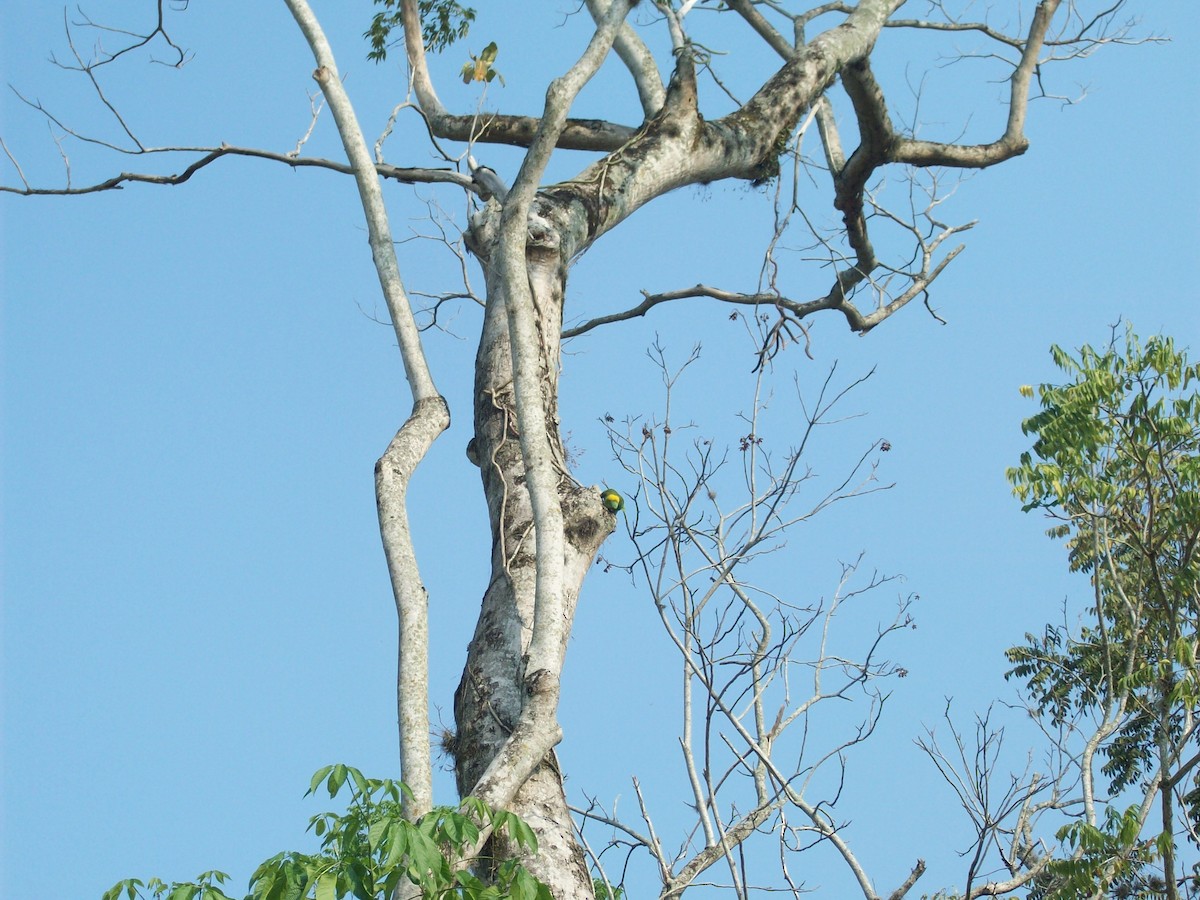 Yellow-naped Parrot - ML52869631