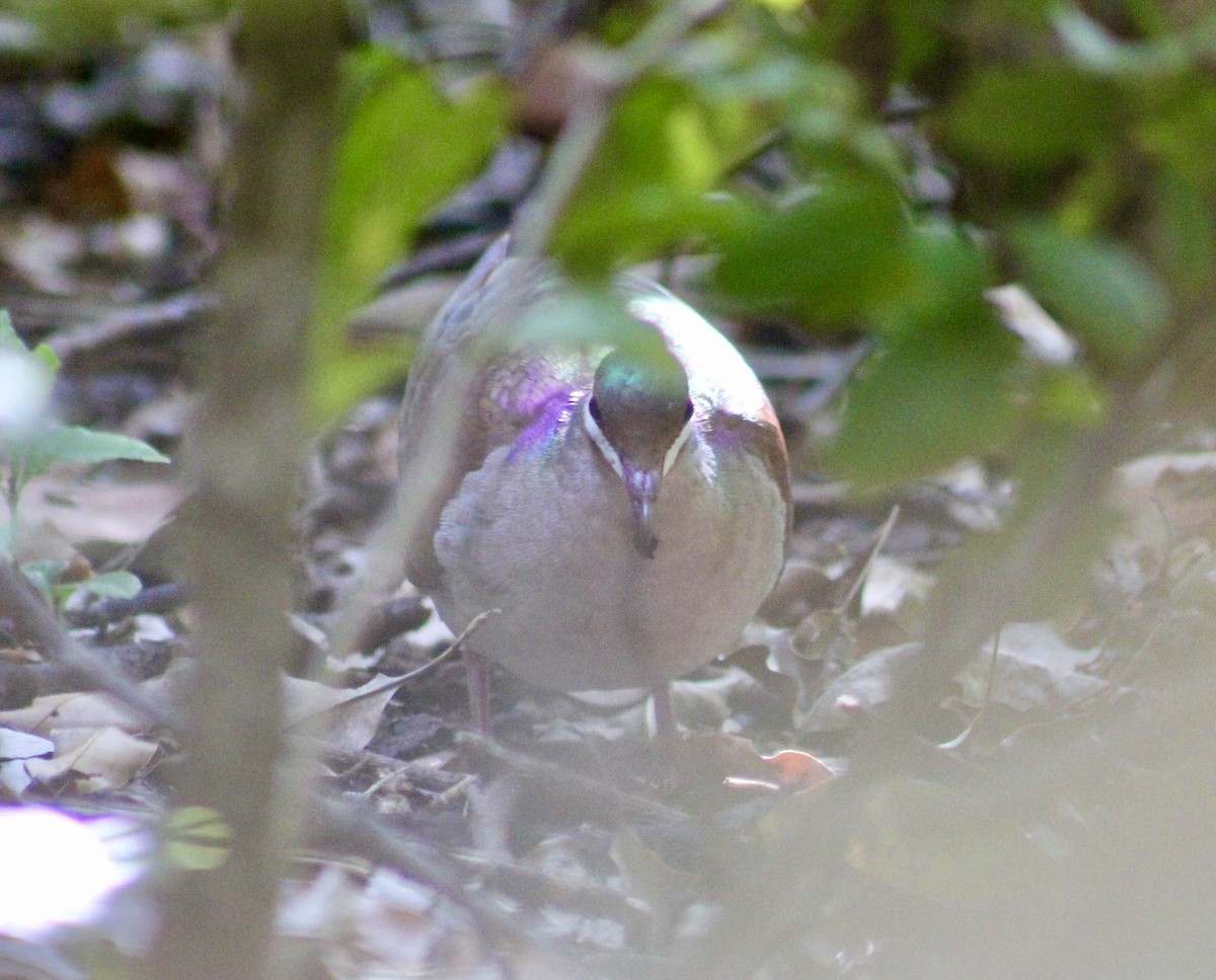 Key West Quail-Dove - ML528696421