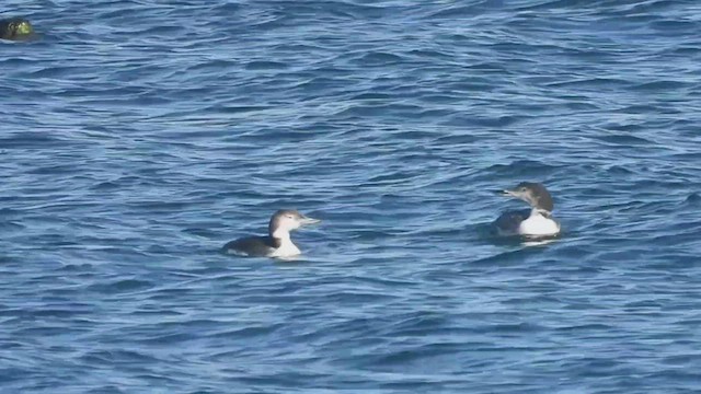 Common Loon - ML528696581