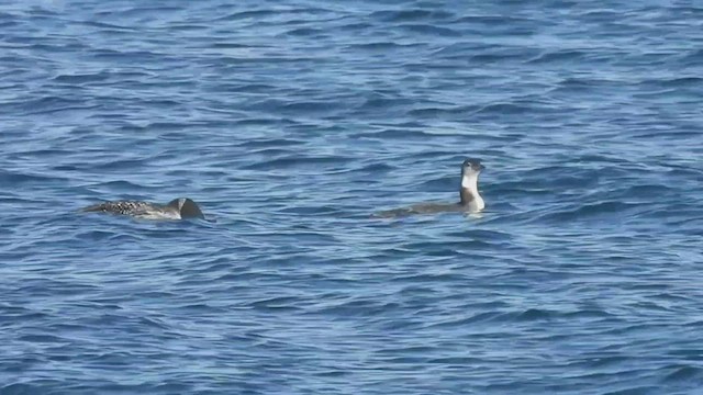 Common Loon - ML528696611