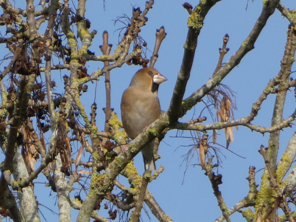 Hawfinch - ML528696801