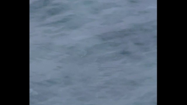 Мөнгөлөг шунгаахай - ML528696971