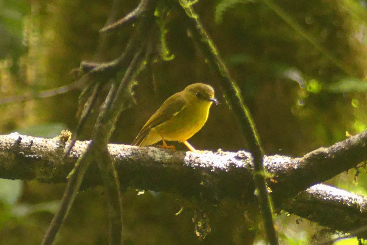 Canary Flyrobin - Stephanie Levins