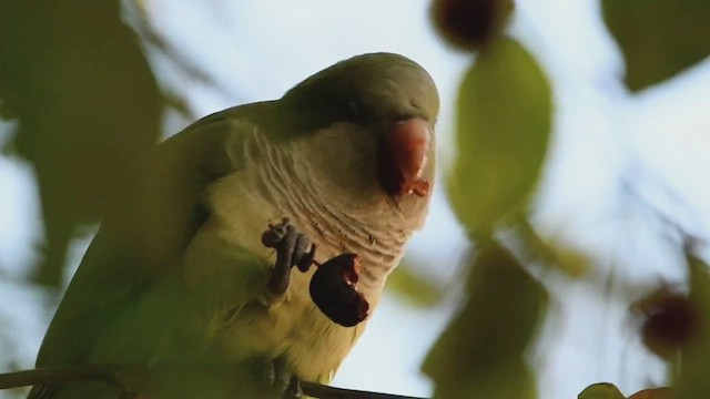 Monk Parakeet - ML528697541