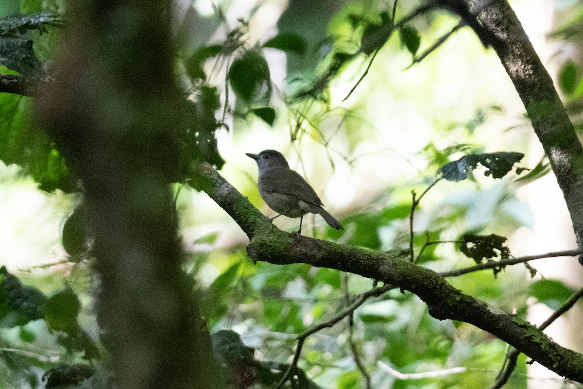 Variable Shrikethrush - ML528698361