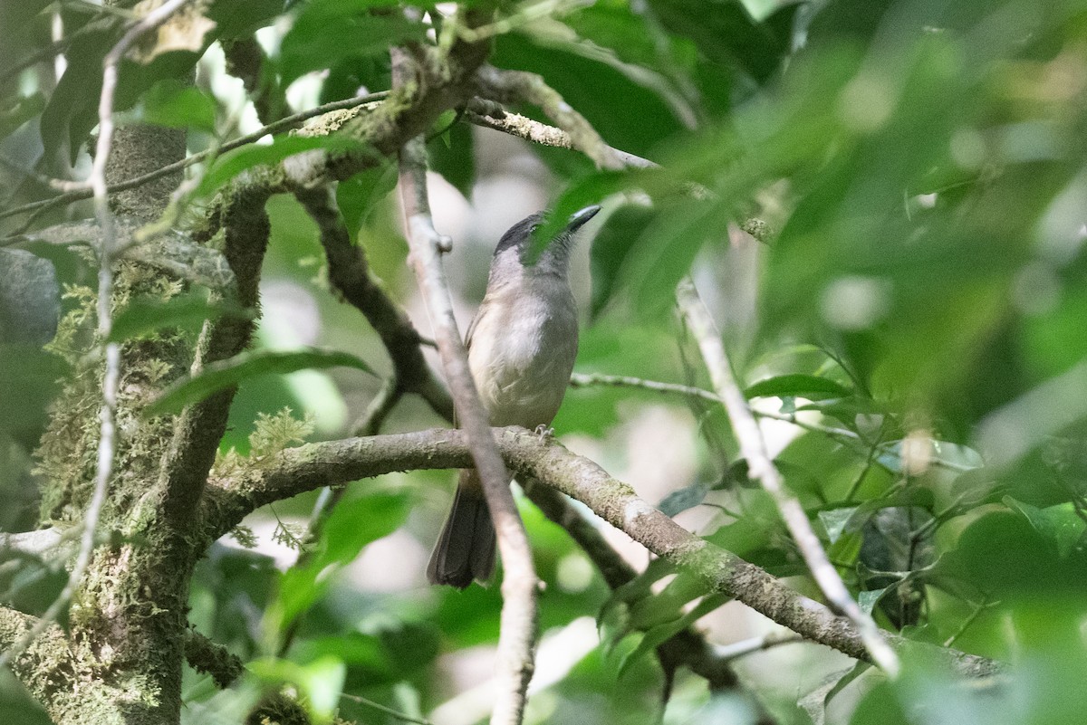 Variable Shrikethrush - ML528698391