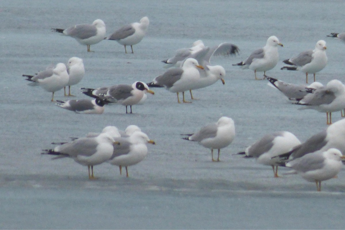 Mouette de Franklin - ML52869861