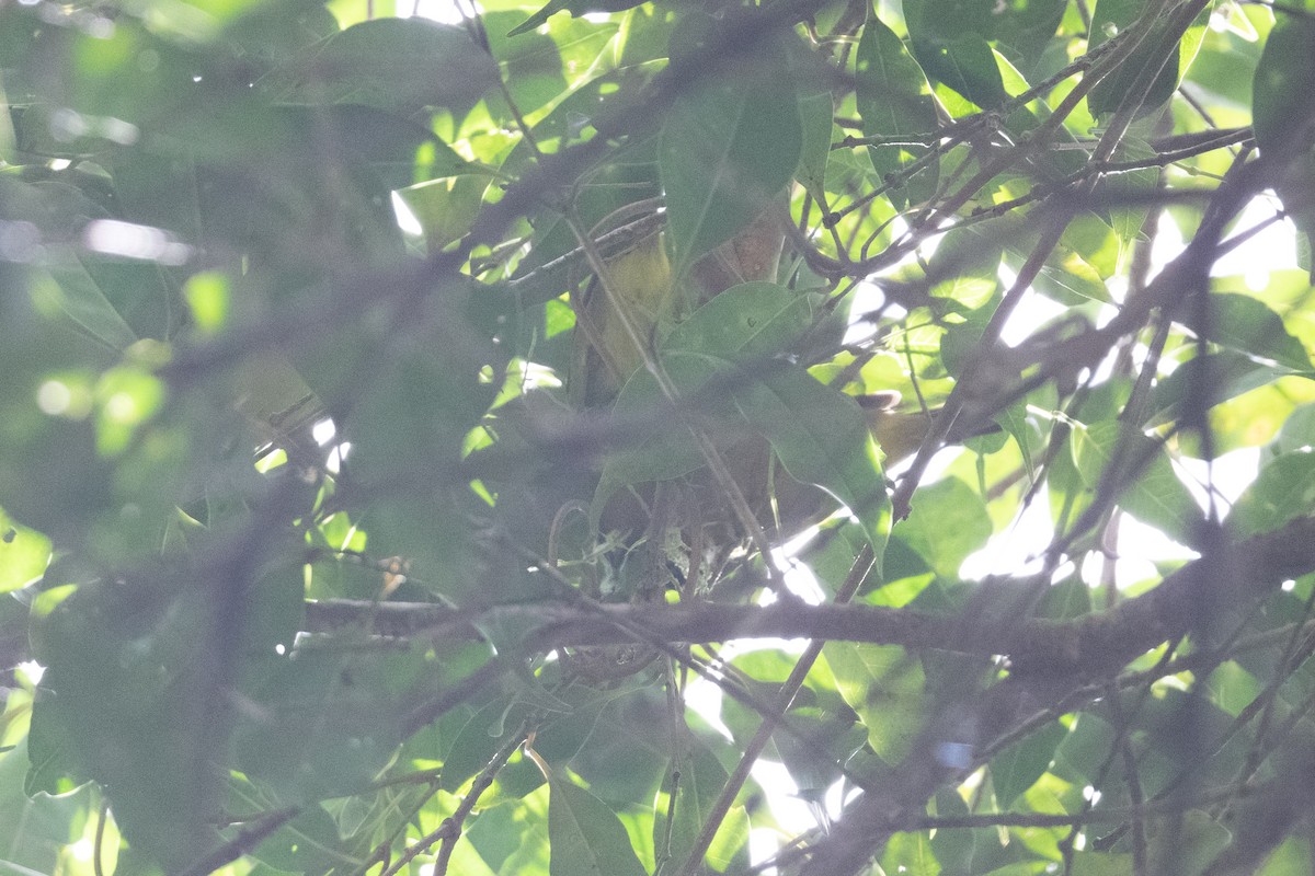 Capped White-eye (Oya Tabu) - ML528699011