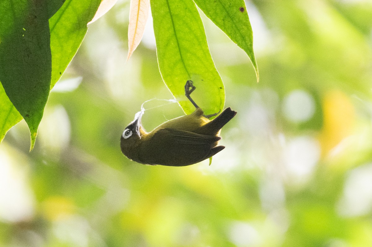 Capped White-eye (Oya Tabu) - ML528699041