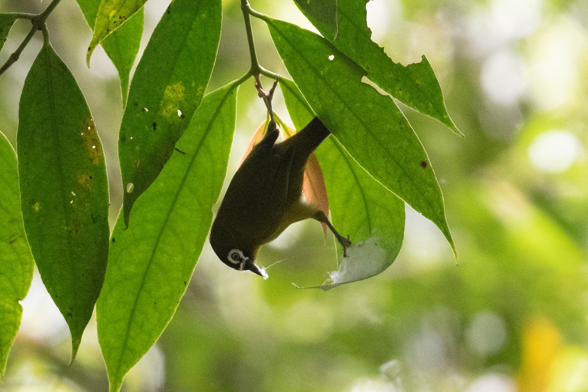 Capped White-eye (Oya Tabu) - ML528699101