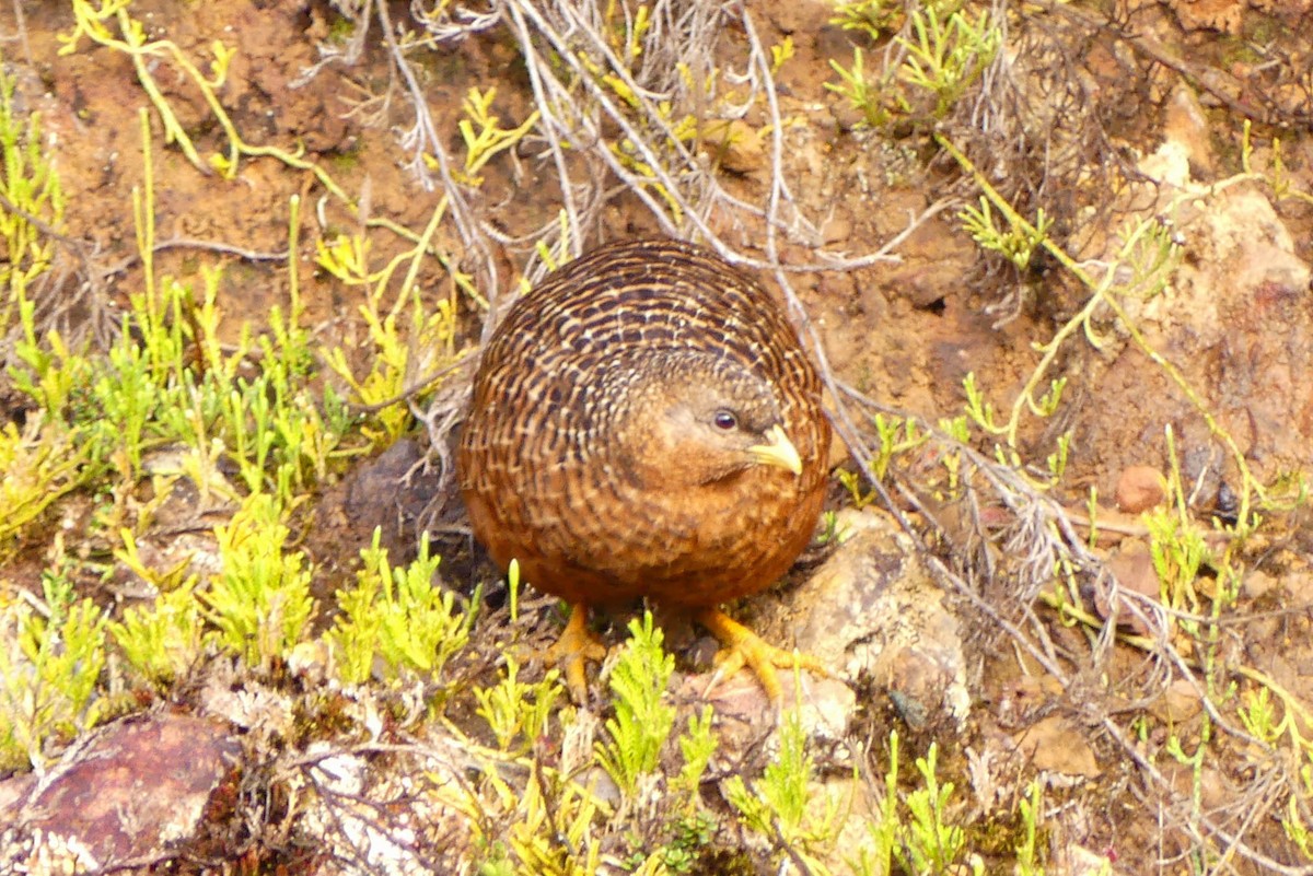 Snow Mountain Quail - ML528699521