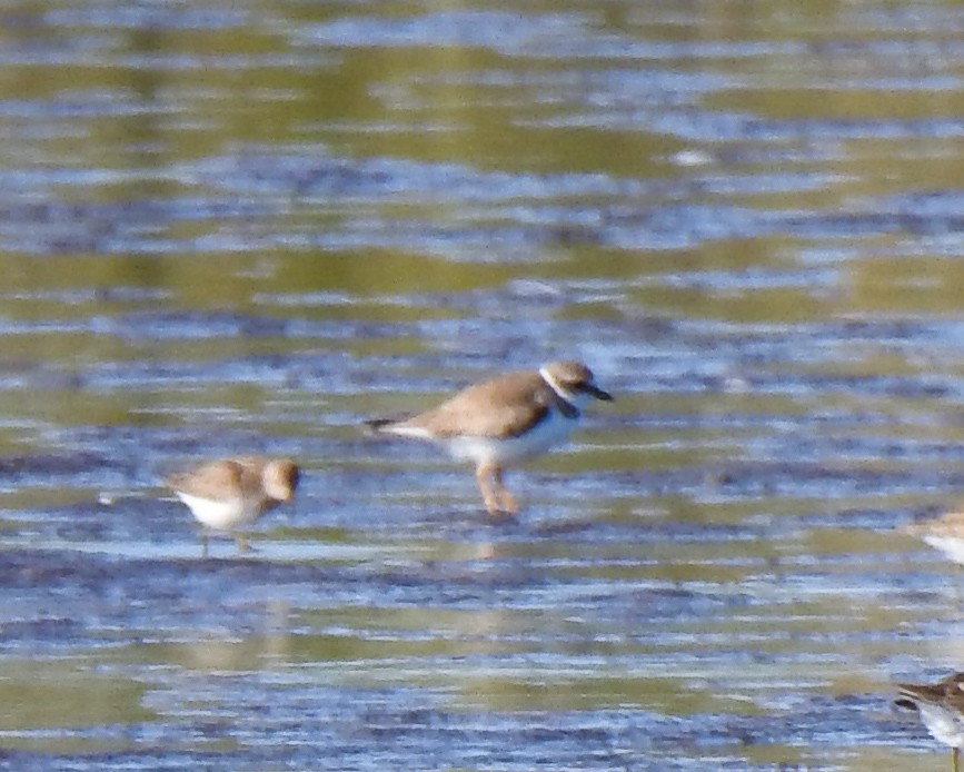 Semipalmated Plover - ML528699911