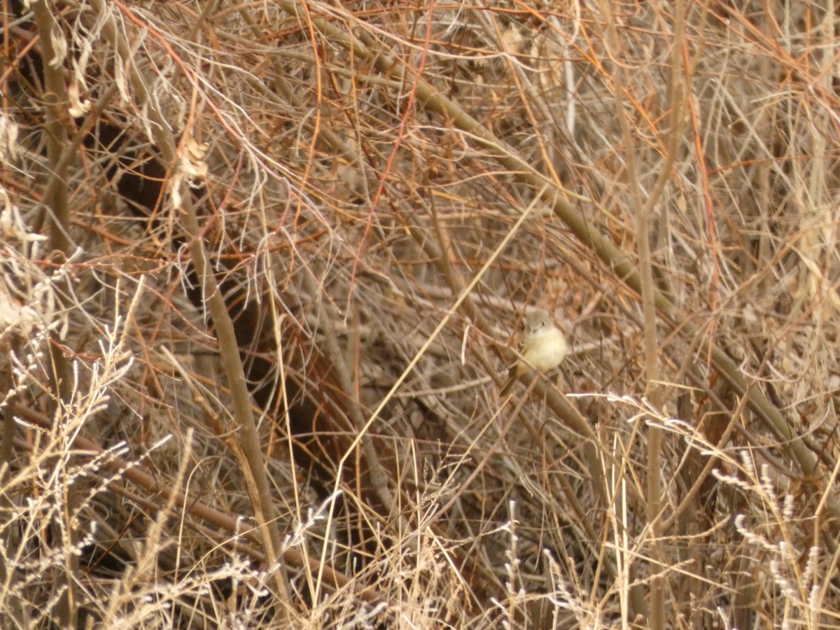 Dusky Flycatcher - ML528700031