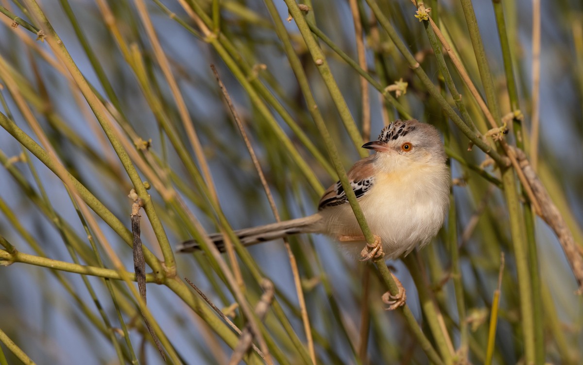 Cricket Longtail - Luke Seitz